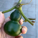 Dark Green Gourd, 5 Seeds