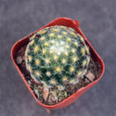 Mammillaria schiedeana, 3-4cm