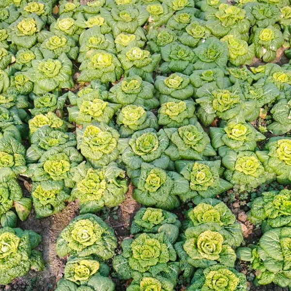 Yellow-Heart Flat Cabbage Seeds, 10g