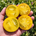 1113 Canadian Sweet Ball F8 Tomato, 5 Seeds