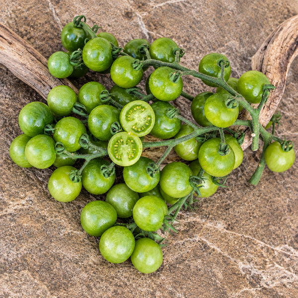 885 Green Doctors Frosted Tomato, 5 Seeds