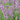 Purple Edible Agastache Rugosa, 500 Seeds