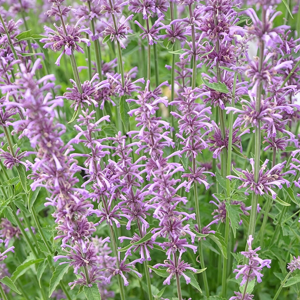 Purple Edible Agastache Rugosa, 500 Seeds