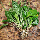 Common Plantain Seeds, 1 gram ≈ 1500 Seeds