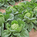 'Shuyue 601' Chinese Cabbage Seeds, 10g