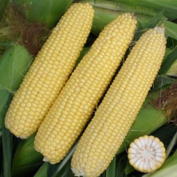 Zhongnongtian 488 Sweet Corn Seeds