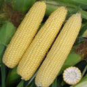 Zhongnongtian 488 Sweet Corn Seeds