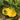 Yellow Patty Pan Squash, 50 Seeds