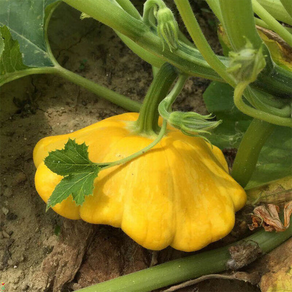Yellow Patty Pan Squash, 50 Seeds
