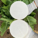 "Hakudaikon" Radish Seeds, 10g