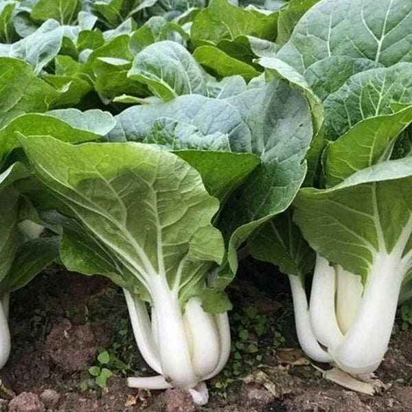 Yumeiren Baby Bok Choy Seeds, 5 × 1k-seed Bags