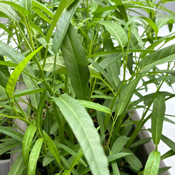 'Jiemei' Green-Stem Water Spinach Seeds, 20g