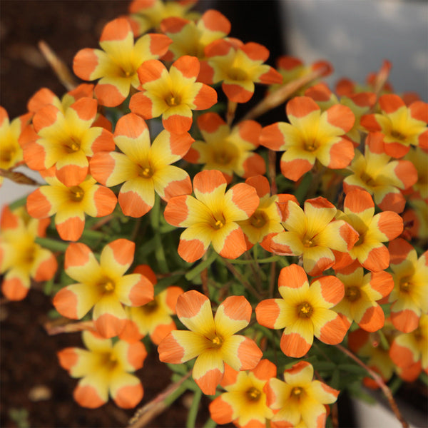 Oxalis 'Tricolor', 2 Bulbs