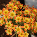Oxalis 'Tricolor', 2 Bulbs