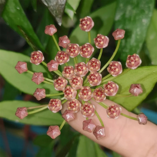 Hoya inconspicua, 1 Cutting
