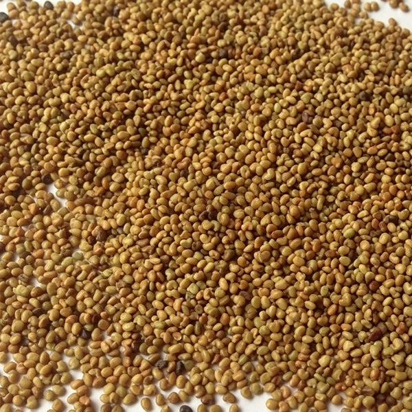 Purple Prairie Clover, 130 Seeds