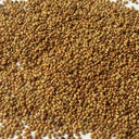 Purple Prairie Clover, 130 Seeds