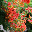Chinese Trumpet Vine Seeds, 100 Seeds