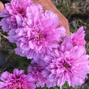 Double Pink Cosmos Seeds, 2g