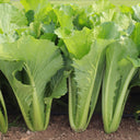 Emerald Green Baby Bok Choy Seeds, 5 × 10g Bags