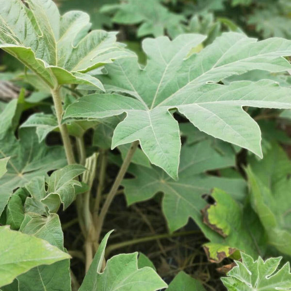 Rice Paper Plant, 100 Seeds