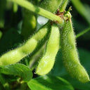Small Black Soybean Seeds, 40g