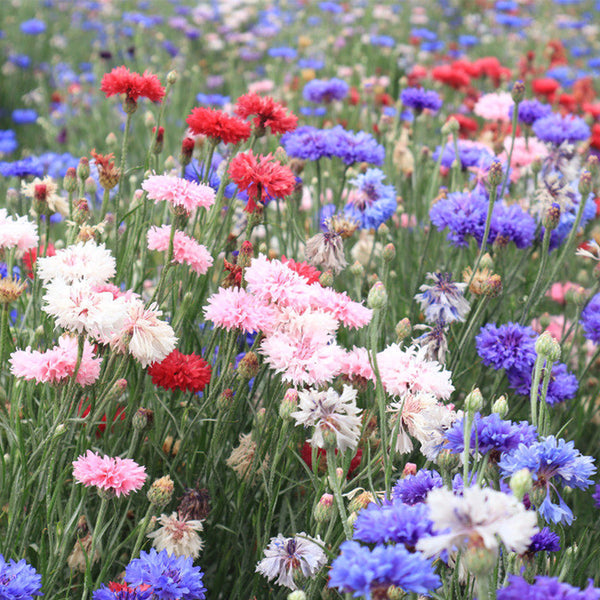Hezhichun Mixed Color Cornflower Seeds, 1g