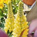 Yellow Lupin, 100 Seeds
