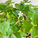 Oxalis triangularis Green, 10 Bulbs