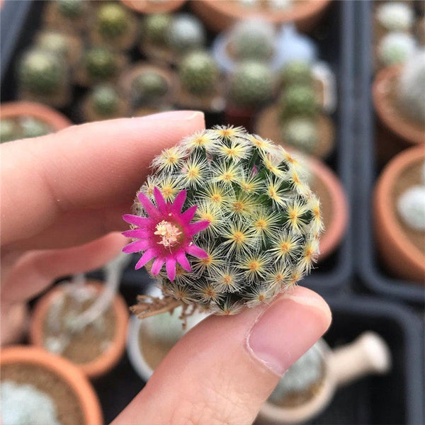 Mammillaria schiedeana, 3-4cm