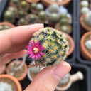 Mammillaria schiedeana, 3-4cm