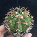 Melocactus matanzanus, 3-4cm