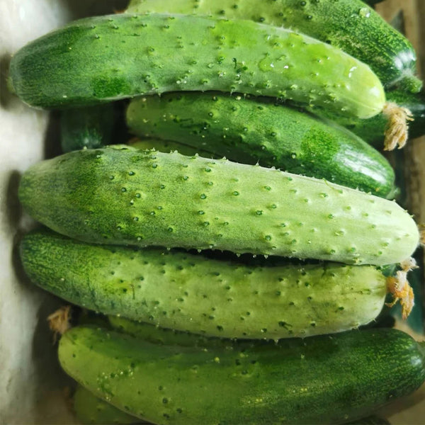 'Supreme' Long Drought Cucumber Seeds, 10g