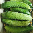 'Supreme' Long Drought Cucumber Seeds, 10g