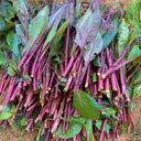 'Bright Red 65' Flowering Stalk Seeds, 5g