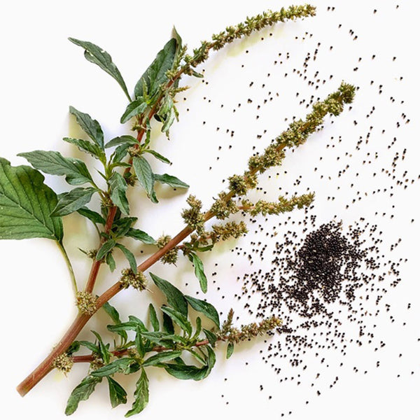 Spiny Amaranth Seeds, 100 Seeds