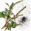 Spiny Amaranth Seeds, 100 Seeds