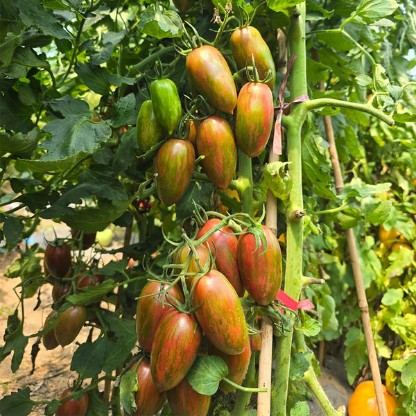 951 Javelin Tomato, 5 Seeds