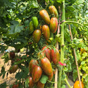 951 Javelin Tomato, 5 Seeds