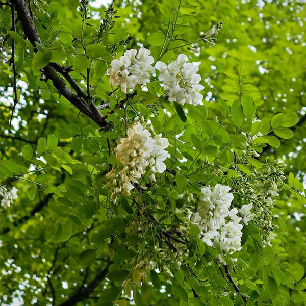 Black Locust Seeds, 10g