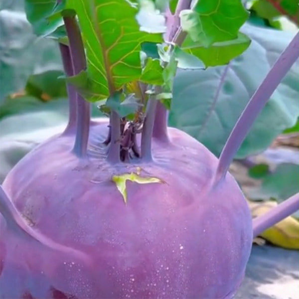 Jinchuan Purple Crown Kohlrabi Seeds, 10g