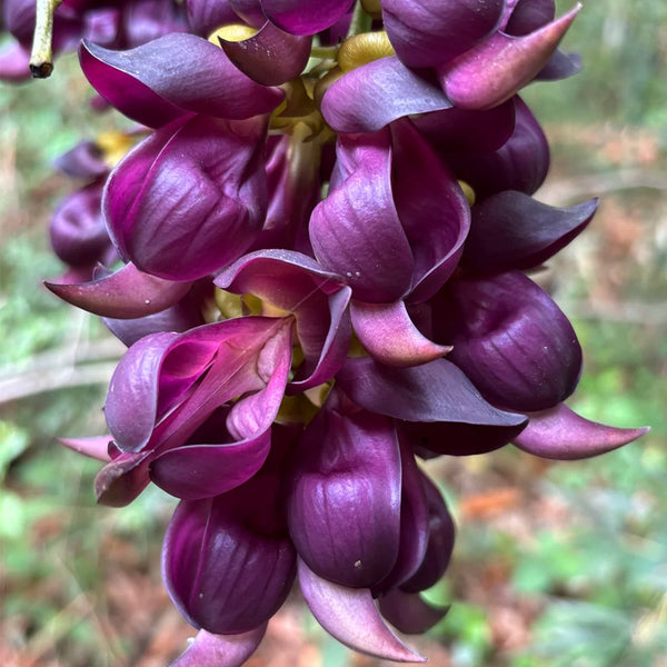 Evergreen Mucuna, 10 Seeds