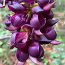 Evergreen Mucuna, 10 Seeds