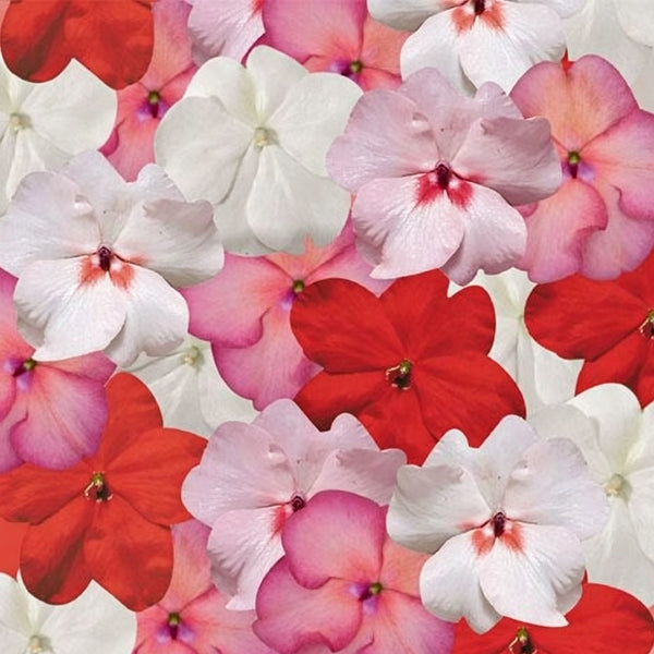 Salsa Mix Impatiens Walleriana, 5 Seeds