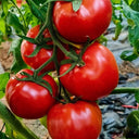 Provence Tomato Seeds, 20 Seeds