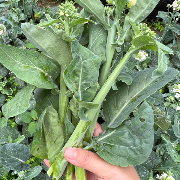 Wrinkle-leaf Mid-flowering Chinese Kale Seeds, 20g