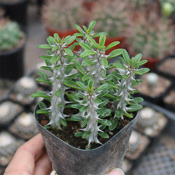 Alluaudia montagnacii, 8-10cm