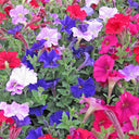 Hezhichun Mixed Color Petunia Seeds, 1g