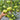 157 Reinhard's Green Heart Tomato, 5 Seeds