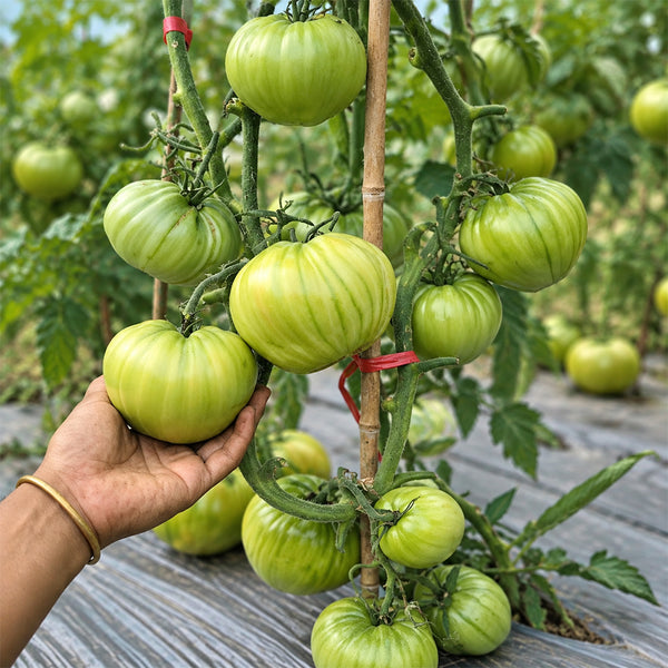 157 Reinhard's Green Heart Tomato, 5 Seeds